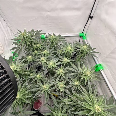 Sweet ZZ growlog timeline photo