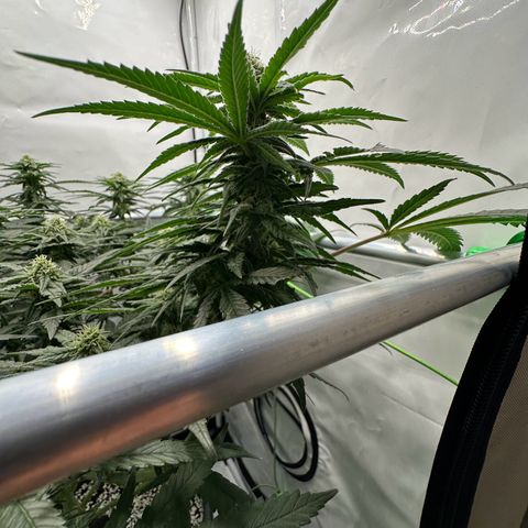 Sweet ZZ growlog timeline photo