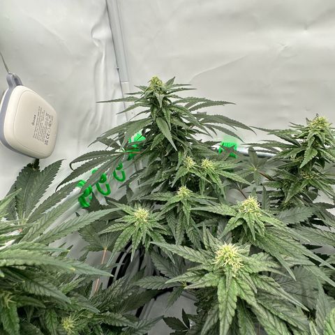 Sweet ZZ growlog timeline photo