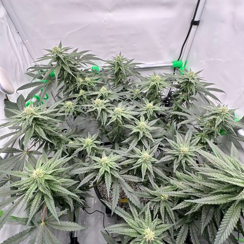 Sweet ZZ growlog timeline photo
