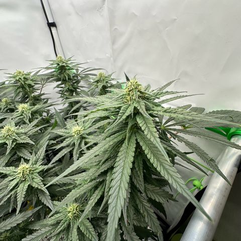 Sweet ZZ growlog timeline photo