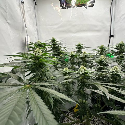Sweet ZZ growlog timeline photo