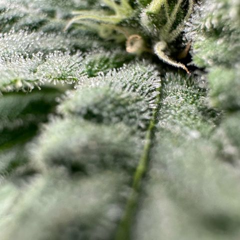 Sweet ZZ growlog timeline photo