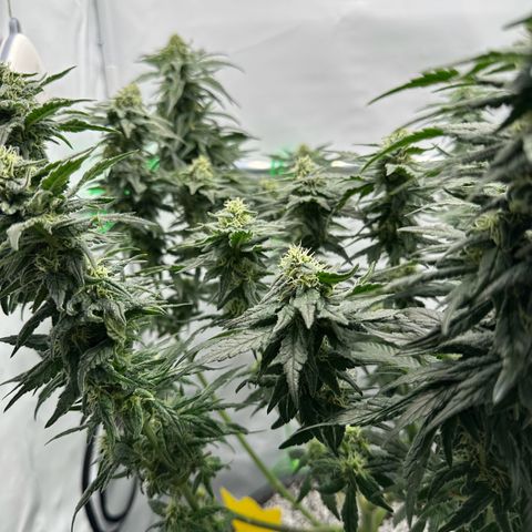 Sweet ZZ growlog timeline photo