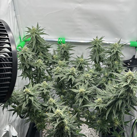 Sweet ZZ growlog timeline photo
