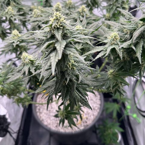 Sweet ZZ growlog timeline photo