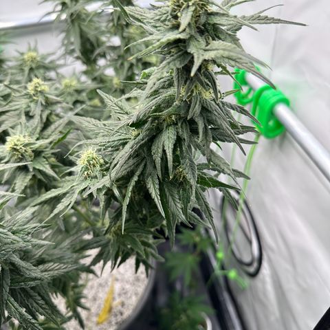 Sweet ZZ growlog timeline photo