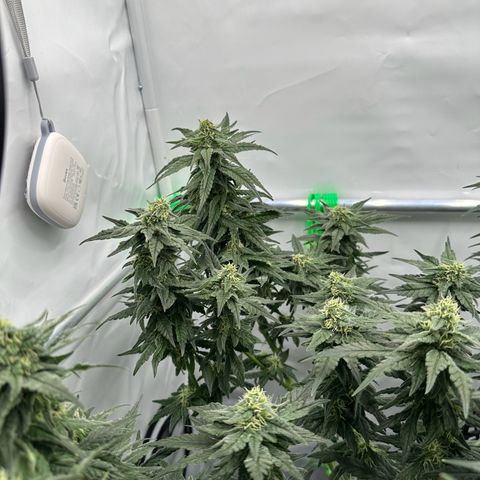 Sweet ZZ growlog timeline photo