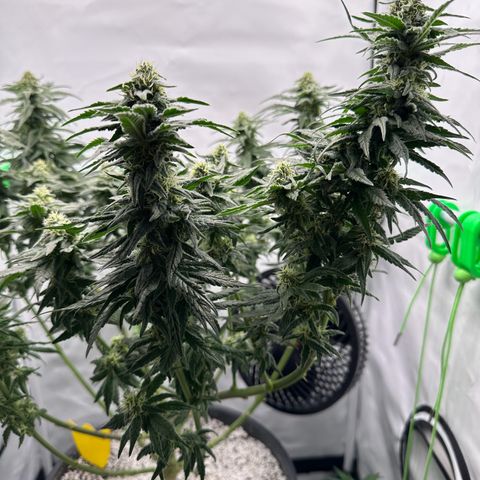 Sweet ZZ growlog timeline photo