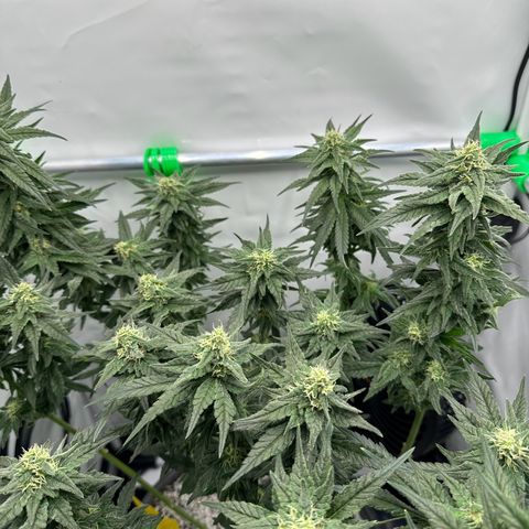 Sweet ZZ growlog timeline photo