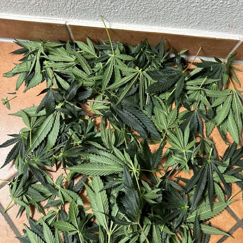 Sweet ZZ growlog timeline photo