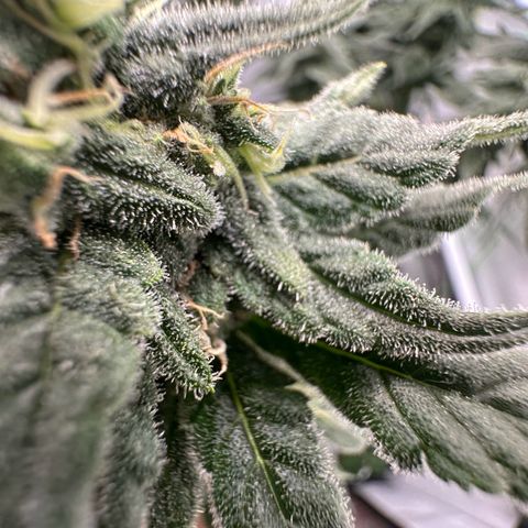 Sweet ZZ growlog timeline photo