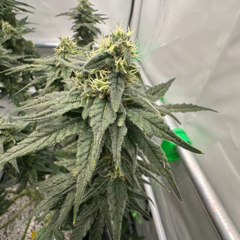 Sweet ZZ growlog timeline photo