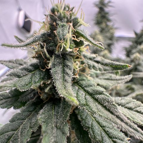 Sweet ZZ growlog timeline photo