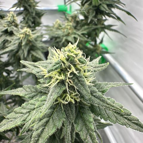 Sweet ZZ growlog timeline photo