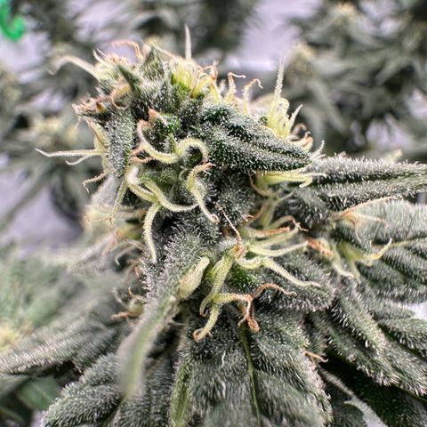 Sweet ZZ growlog timeline photo
