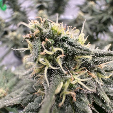 Sweet ZZ growlog timeline photo