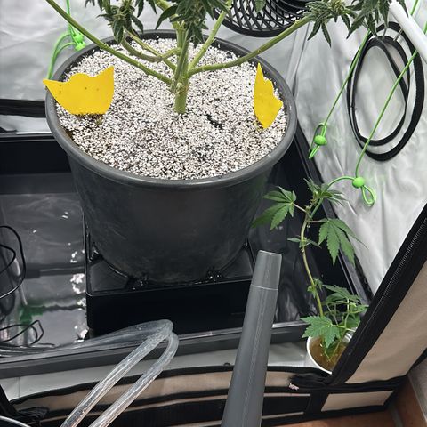 Sweet ZZ growlog timeline photo
