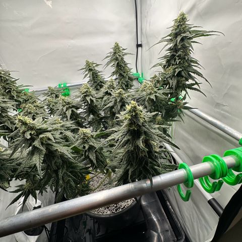 Sweet ZZ growlog timeline photo