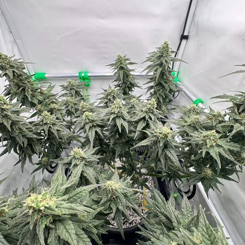 Sweet ZZ growlog timeline photo