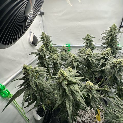 Sweet ZZ growlog timeline photo
