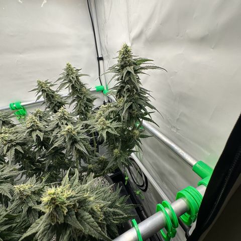 Sweet ZZ growlog timeline photo