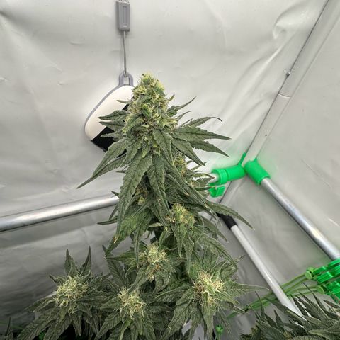 Sweet ZZ growlog timeline photo