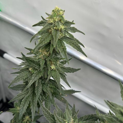 Sweet ZZ growlog timeline photo