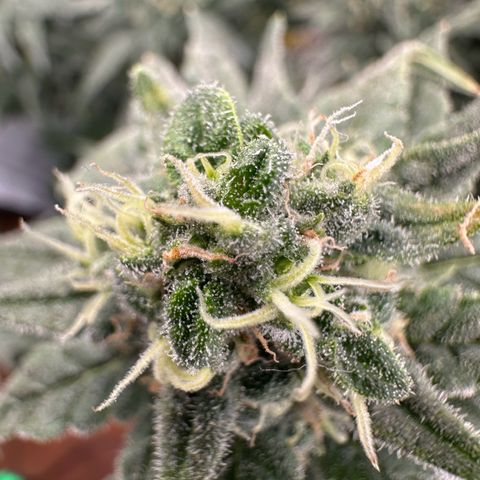 Sweet ZZ growlog timeline photo