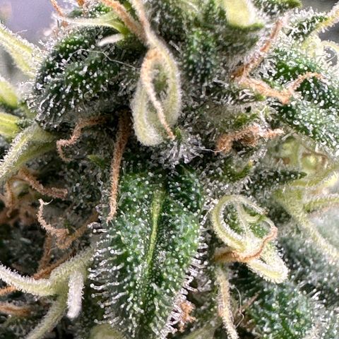 Sweet ZZ growlog timeline photo