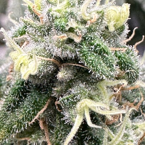 Sweet ZZ growlog timeline photo