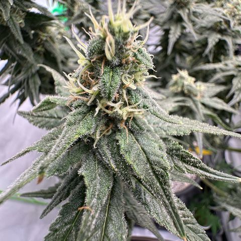 Sweet ZZ growlog timeline photo