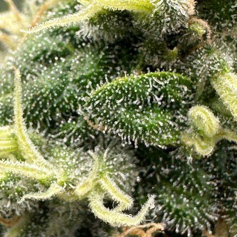 Sweet ZZ growlog timeline photo