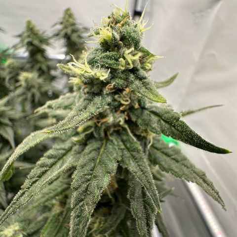 Sweet ZZ growlog timeline photo
