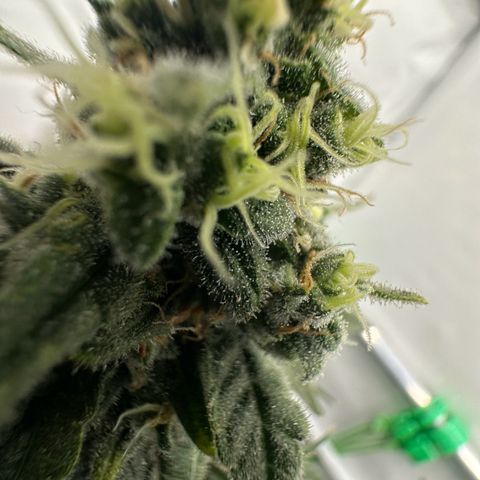 Sweet ZZ growlog timeline photo