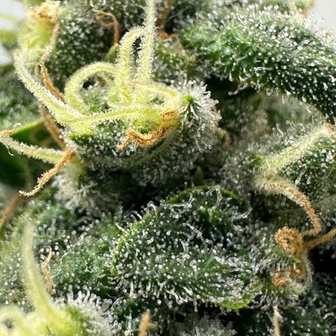 Sweet ZZ growlog timeline photo