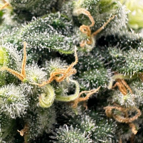 Sweet ZZ growlog timeline photo