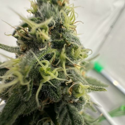 Sweet ZZ growlog timeline photo