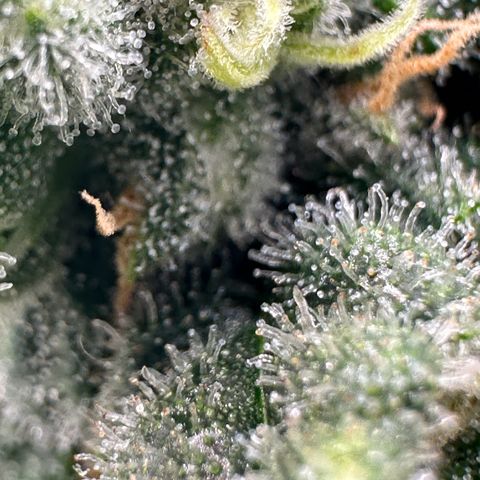 Sweet ZZ growlog timeline photo