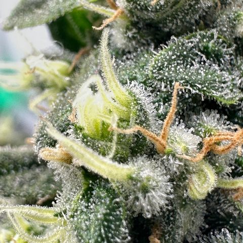 Sweet ZZ growlog timeline photo