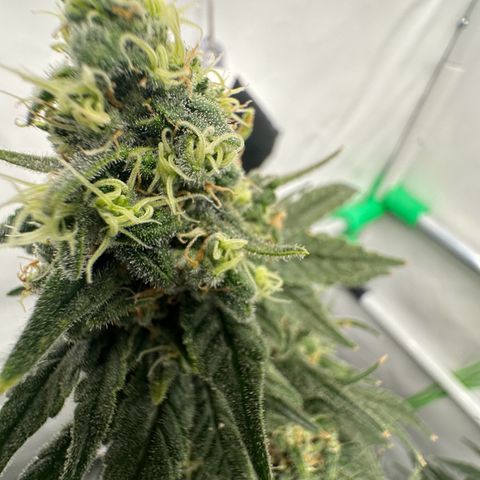 Sweet ZZ growlog timeline photo