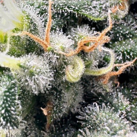 Sweet ZZ growlog timeline photo