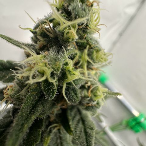 Sweet ZZ growlog timeline photo