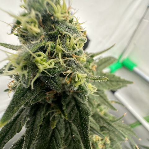 Sweet ZZ growlog timeline photo