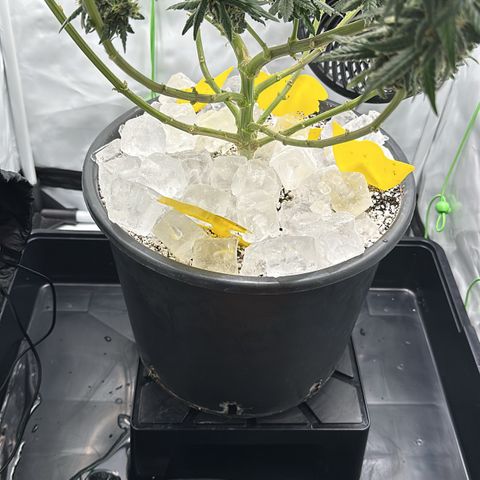 Sweet ZZ growlog timeline photo