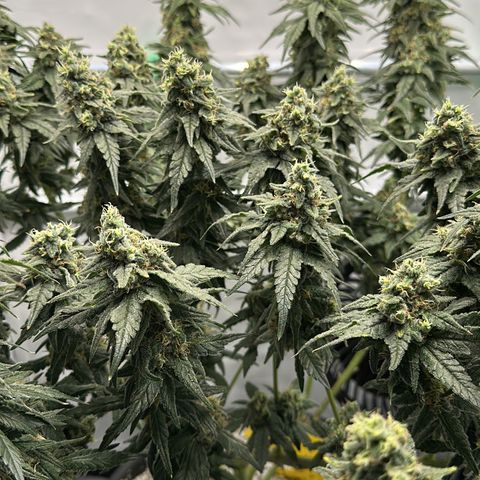 Sweet ZZ growlog timeline photo