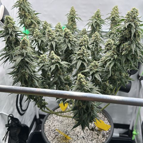 Sweet ZZ growlog timeline photo
