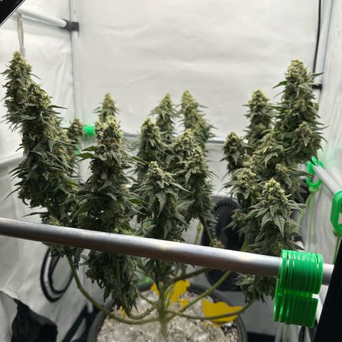 Sweet ZZ growlog timeline photo