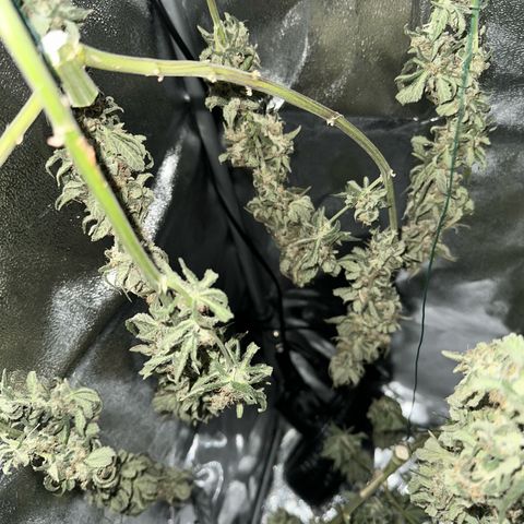 Sweet ZZ growlog timeline photo