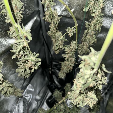 Sweet ZZ growlog timeline photo